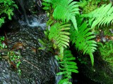 fern and water