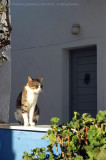 Cat at Oia