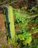 Mulberry Park Fence