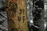 Tree with initials on bark, North Georgia