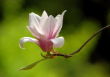 Saucer Magnolia