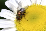 Fly on Daisy