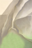 Tissue #4