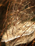 Spiderweb