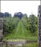 Pear-harvest