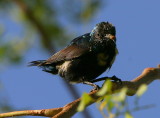 Purple Sunbird