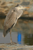 Heron