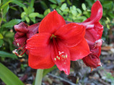 Big Red