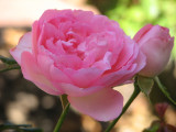 California Rose