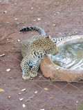 Nairobi National Park, orphanage leopard-0049