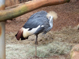 Nairobi National Park, orphanage crowned crane-0051