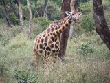 Langata Giraffe Center-0063