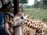 Langata Giraffe Center-0072
