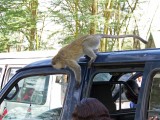 Vervet monkey on our matatu-0167