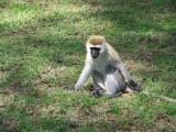 Vervet monkey-0171
