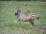 Zebra (Burchells)-0188
