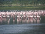 Flamingos-0253