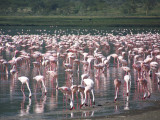 Flamingos-0269