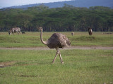 Ostrich (female)-0318