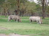 White rhinos-0337