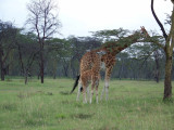 Giraffe-0364