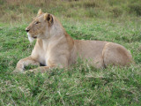 Lioness-0385