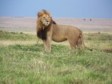 Lion looking for mate-0394
