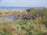 Wildebeest, about to cross the Mara-0480