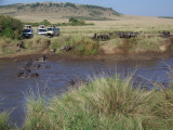 Wildebeest crossing-0482