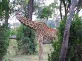 Masai giraffe-0651