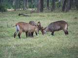 Young waterbuck play fighting-0813