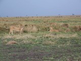 Lioness trio-0846