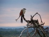 White-browed Coucal-0926