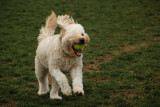 One-eyed dog plays tennis without a raquet!