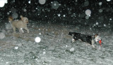 A chase in the snow
