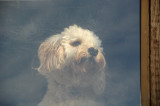 Watch dog