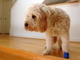 Ouch! Painful Paw!