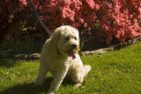 Kona among the flowers