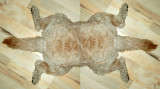 Rorschach Kona