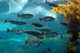 Monterey Bay Aquarium - the Kelp Forest