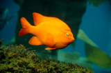 Monterey Bay Aquarium - the Kelp Forest