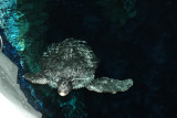 Sea turtle - a rare view from above the tank