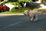 Running Dog of the Imperialists