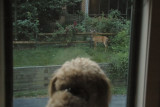 Kona and the Deer