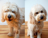 Groomed!