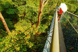HSBC Tree Top Walk