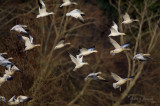 Snow Geese In the Wood