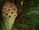 11/12:  9:42 am  pinecomb