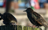 Loved watching these colorful, richly detailed birds!