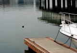 Bird in tranquil waters of the waterfront